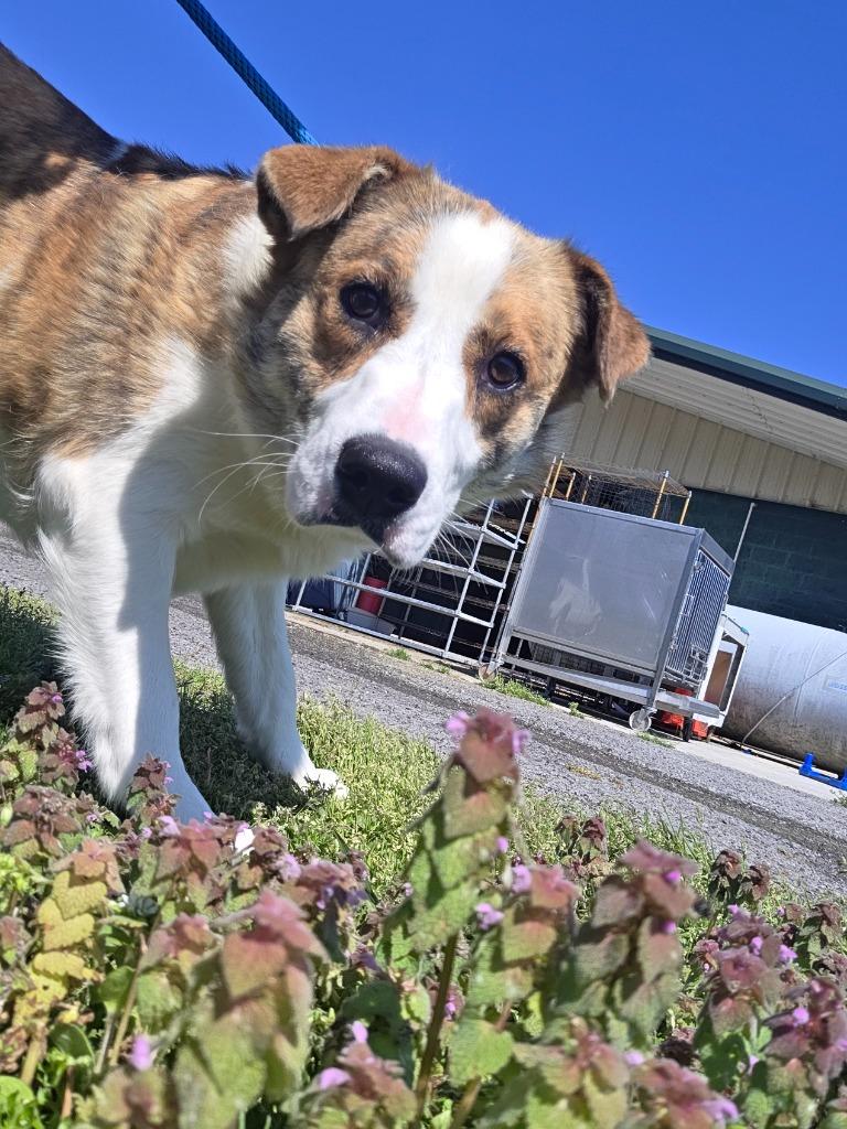 Enlarge Springtime Sally- Available, a Adoptable Australian Shepherd in Chickamauga , GA image 2/4