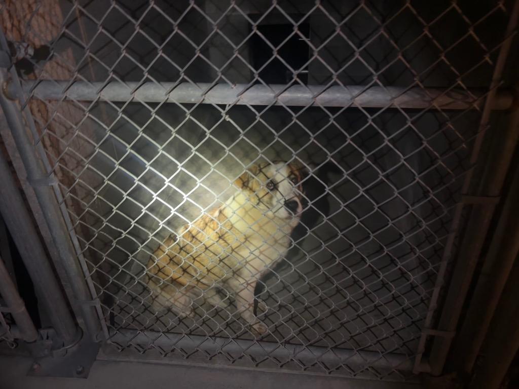 Enlarge Springtime Sally- Available, a Adoptable Australian Shepherd in Chickamauga , GA image 3/4