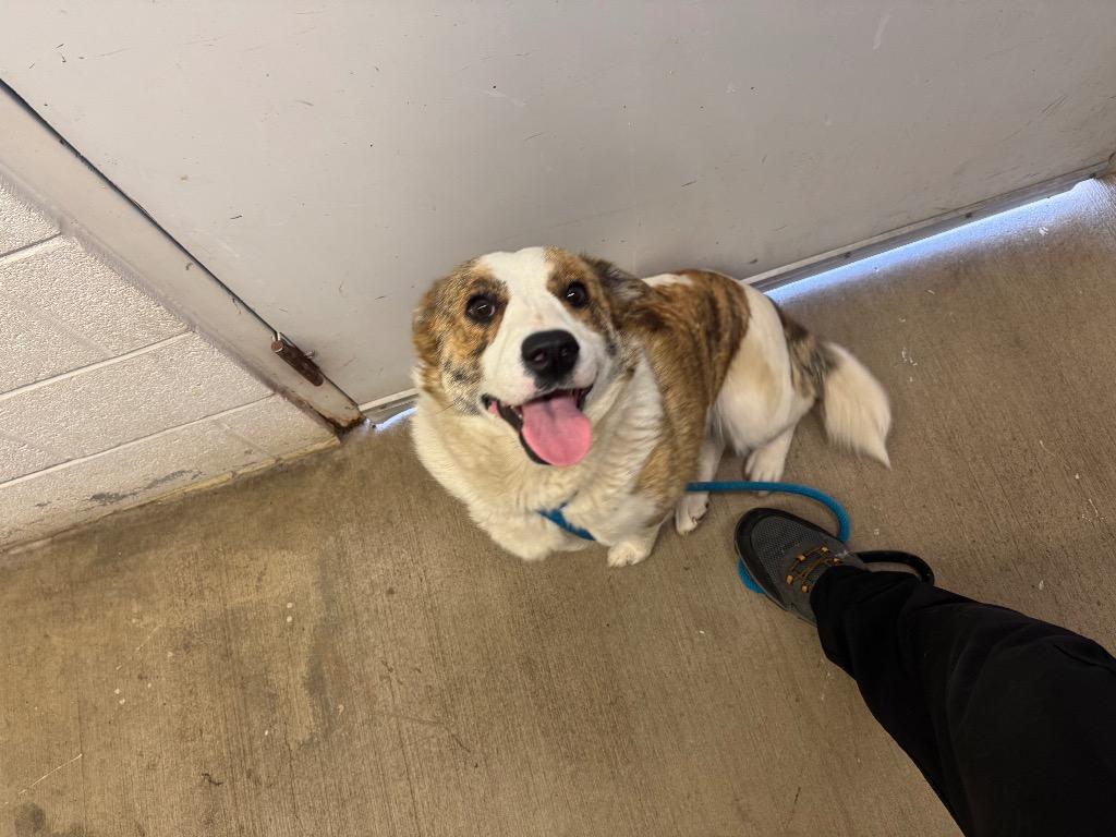 Enlarge Springtime Sally- Available, a Adoptable Australian Shepherd in Chickamauga , GA image 4/4