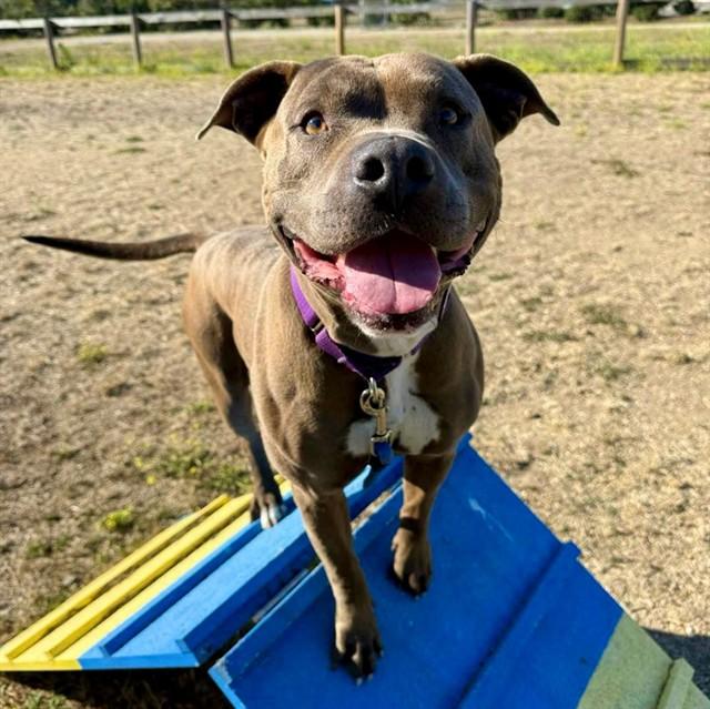 ROCKY, Adoptable, Adult Male Pit Bull Terrier.