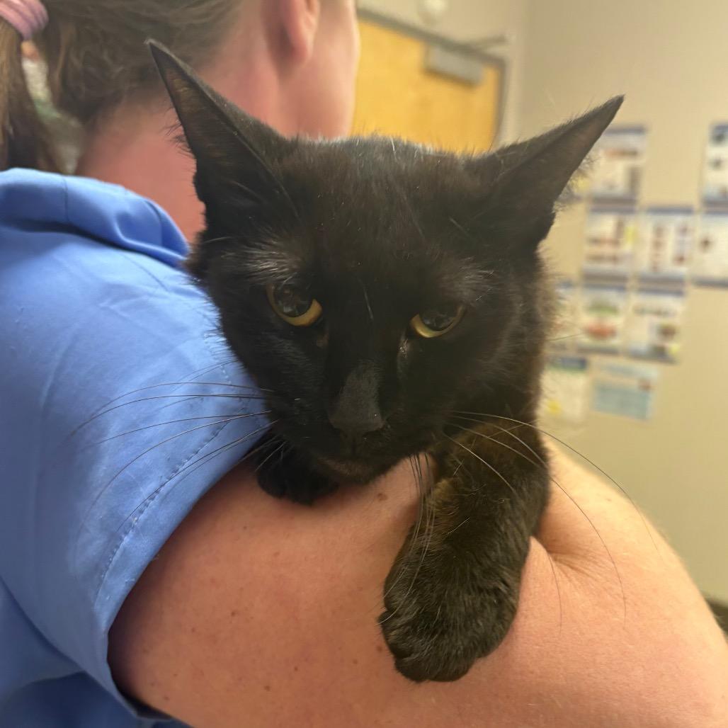 Dolly - 060404U, Adoptable, Adult Female Domestic Short Hair.