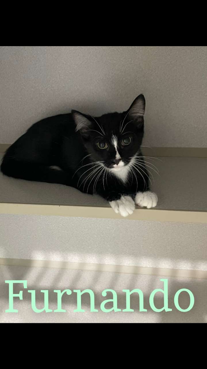 Enlarge Furnando, a Adoptable Domestic Short Hair in Ottumwa, IA image 1/1