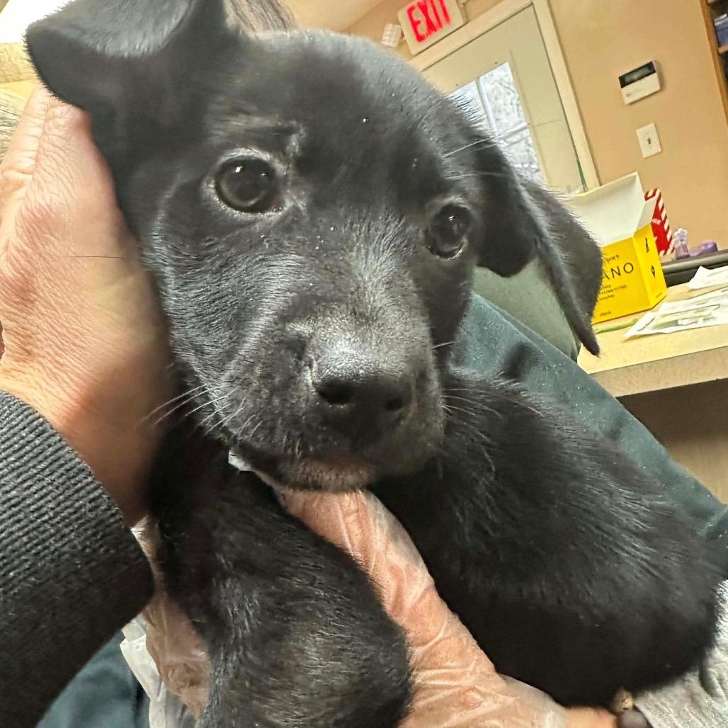 Brenda, Adoptable, Puppy Female Labrador Retriever & Terrier.