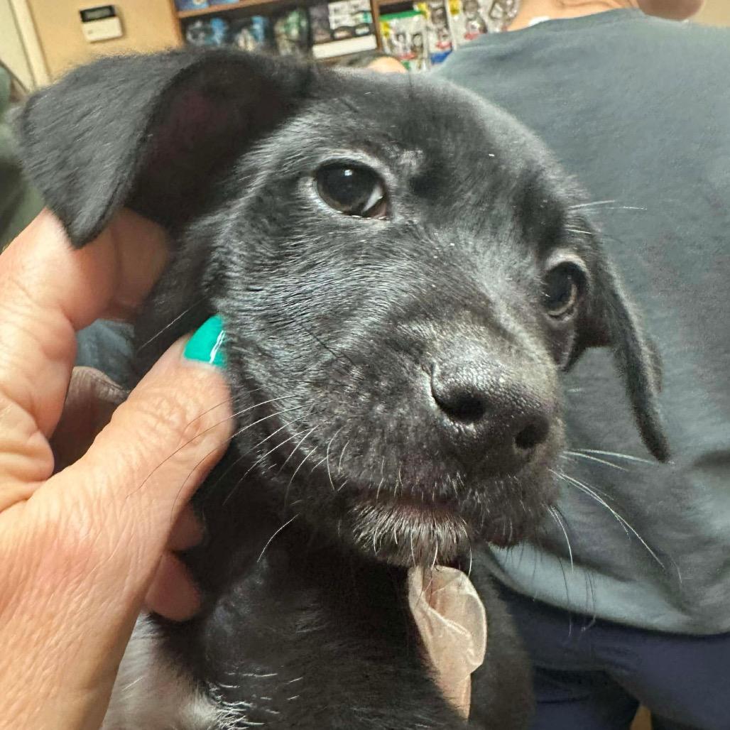 Enlarge Brenda, a Adoptable mixed breed in Griswold, CT image 2/6