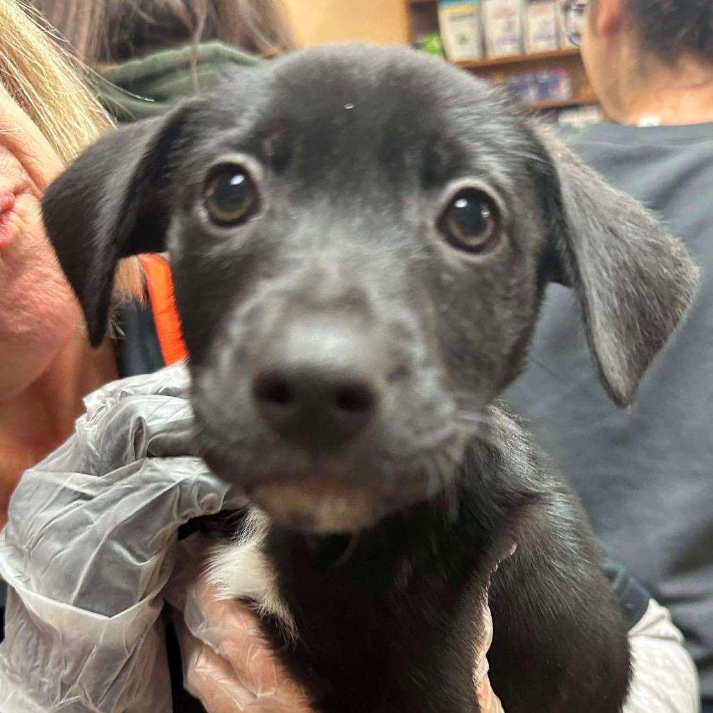 Enlarge Brenda, a Adoptable mixed breed in Griswold, CT image 3/6