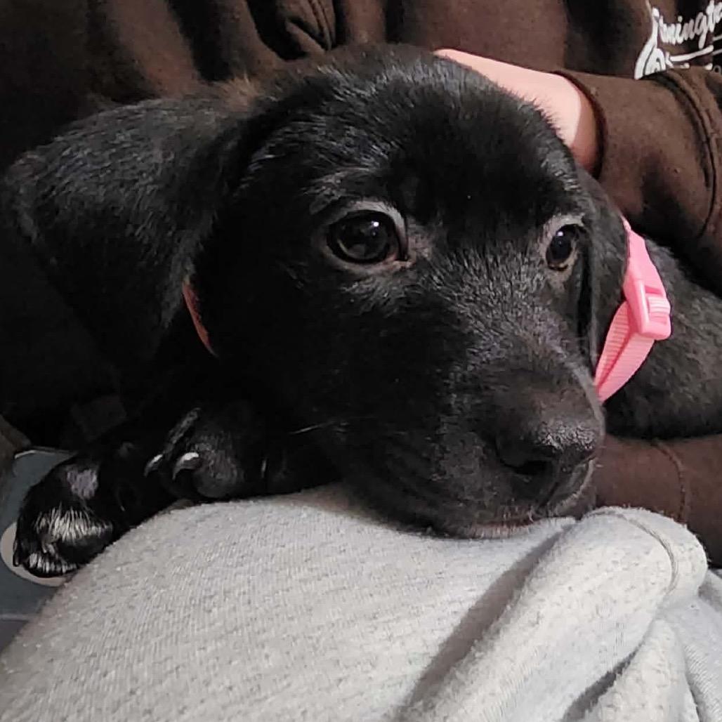 Enlarge Brenda, a Adoptable mixed breed in Griswold, CT image 4/6