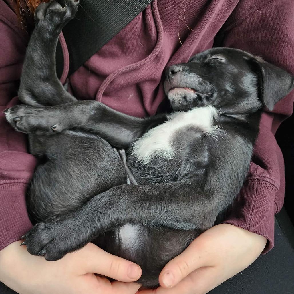 Enlarge Brenda, a Adoptable mixed breed in Griswold, CT image 5/6