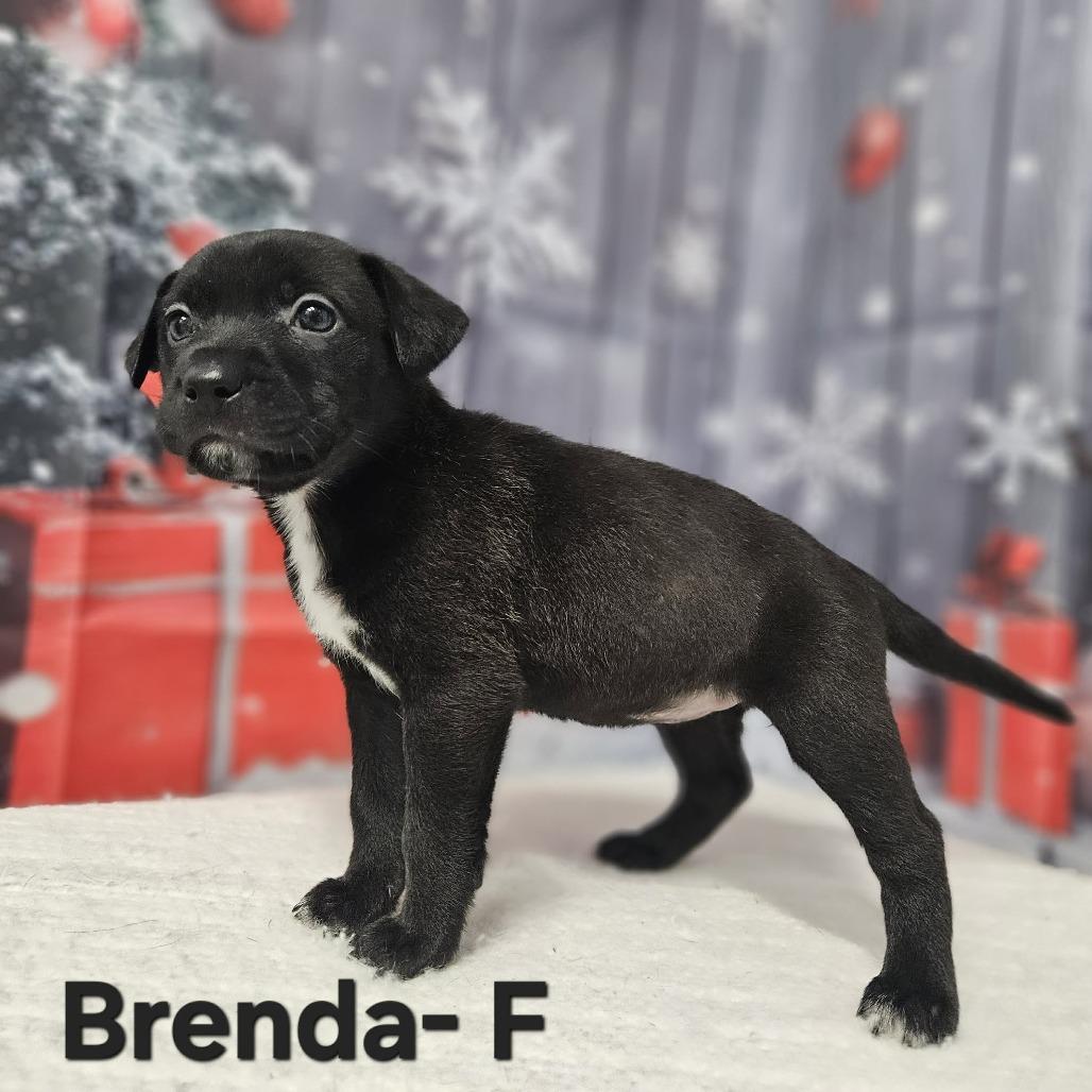 Enlarge Brenda, a Adoptable mixed breed in Griswold, CT image 6/6