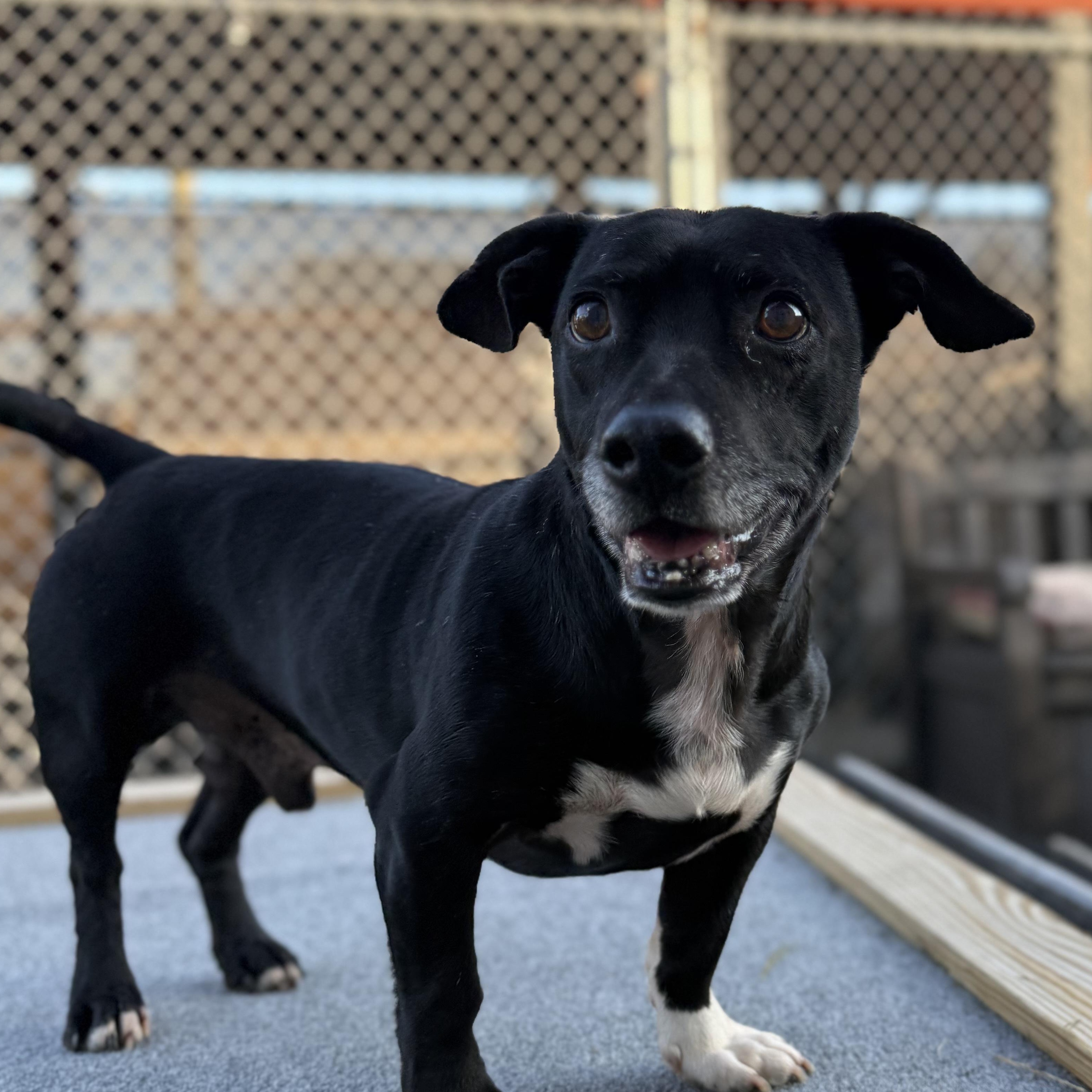 Bingo, ADOPTABLE, Adult Male Terrier.