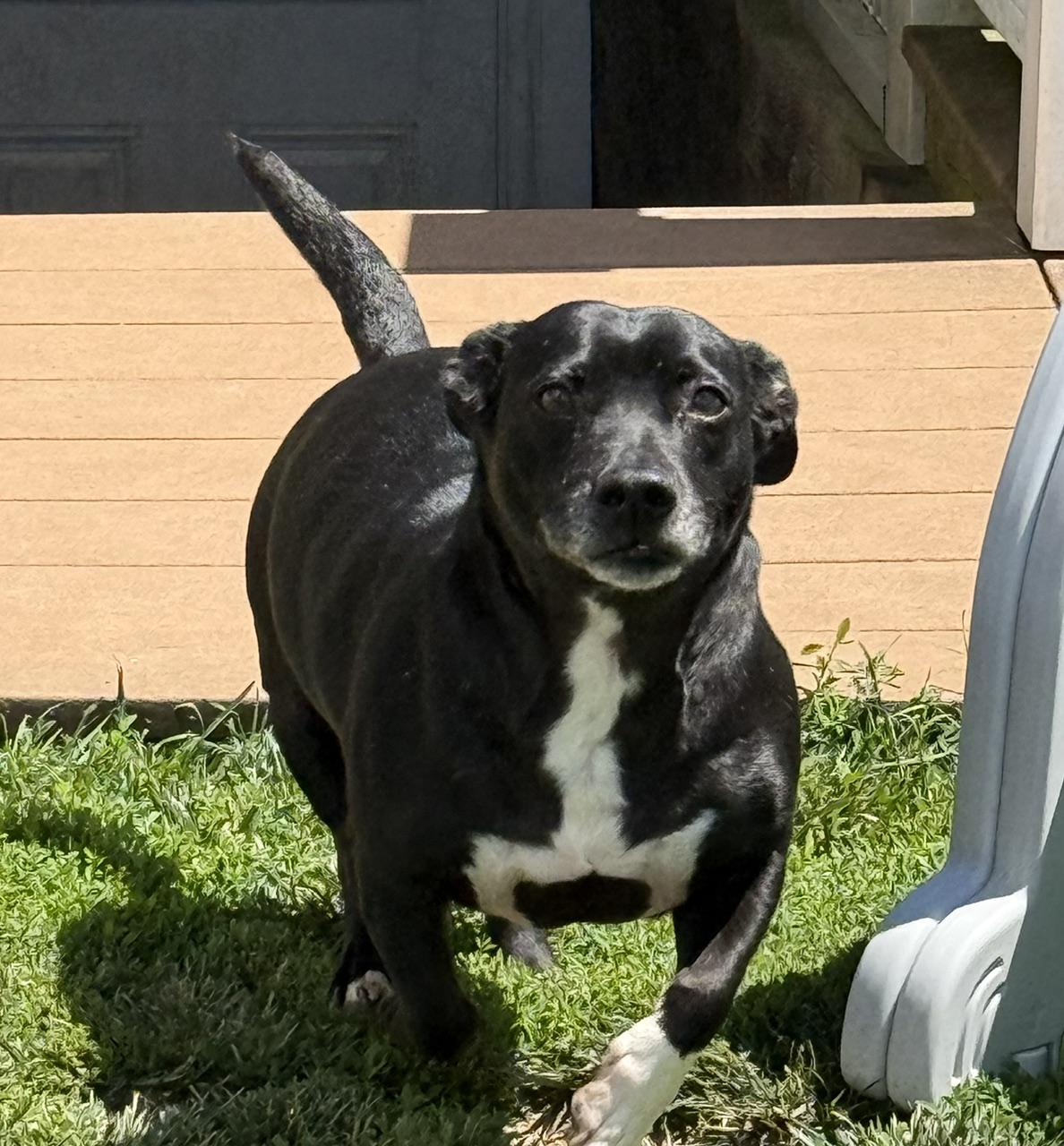 Bingo, a ADOPTABLE mixed breed in Chalfont, PA image 2/2