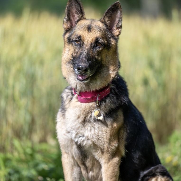 Diamond Mae (26-222), a Adoptable German Shepherd Dog in New Ringgold, PA image 1/6