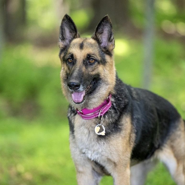 Diamond Mae (26-222), a Adoptable German Shepherd Dog in New Ringgold, PA image 2/6