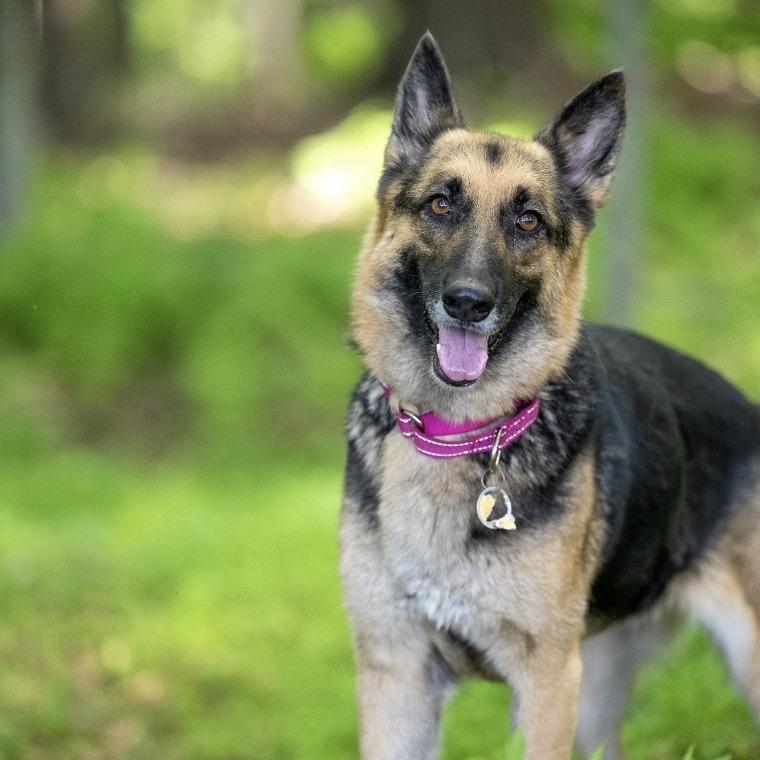 Diamond Mae (26-222), a Adoptable German Shepherd Dog in New Ringgold, PA image 3/6
