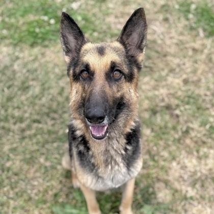 Diamond Mae (26-222), a Adoptable German Shepherd Dog in New Ringgold, PA image 4/6