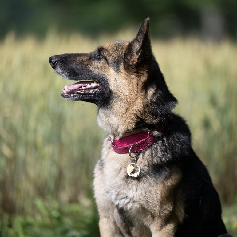 Diamond Mae (26-222), a Adoptable German Shepherd Dog in New Ringgold, PA image 5/6