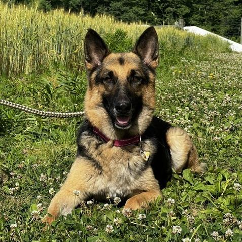 Diamond Mae (26-222), a Adoptable German Shepherd Dog in New Ringgold, PA image 6/6