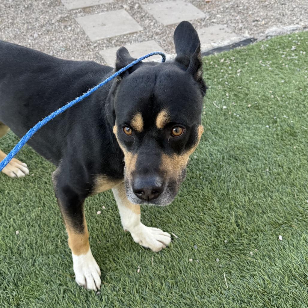 Dog 01/20/2026, Adoptable, Adult Male Shepherd.