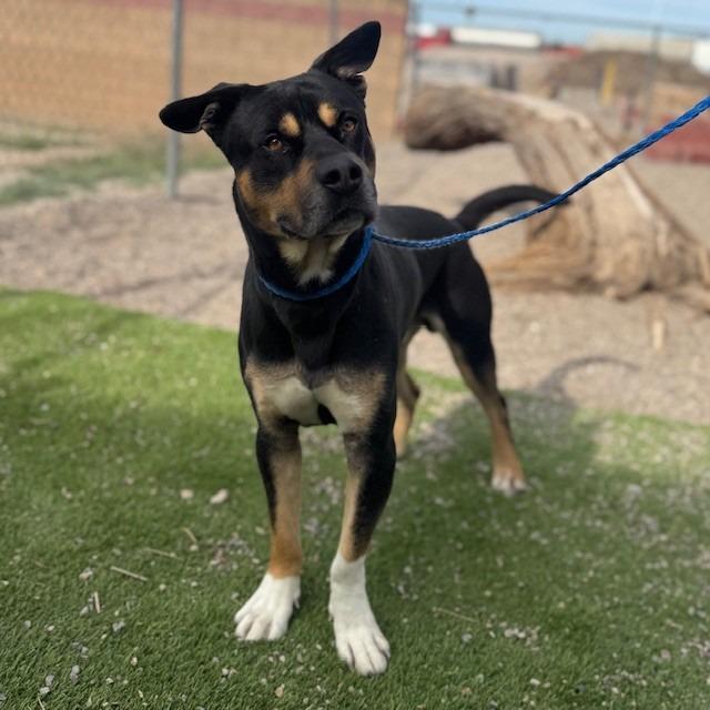 Enlarge Arttie, a Adoptable mixed breed in Bullhead City, AZ image 1/1