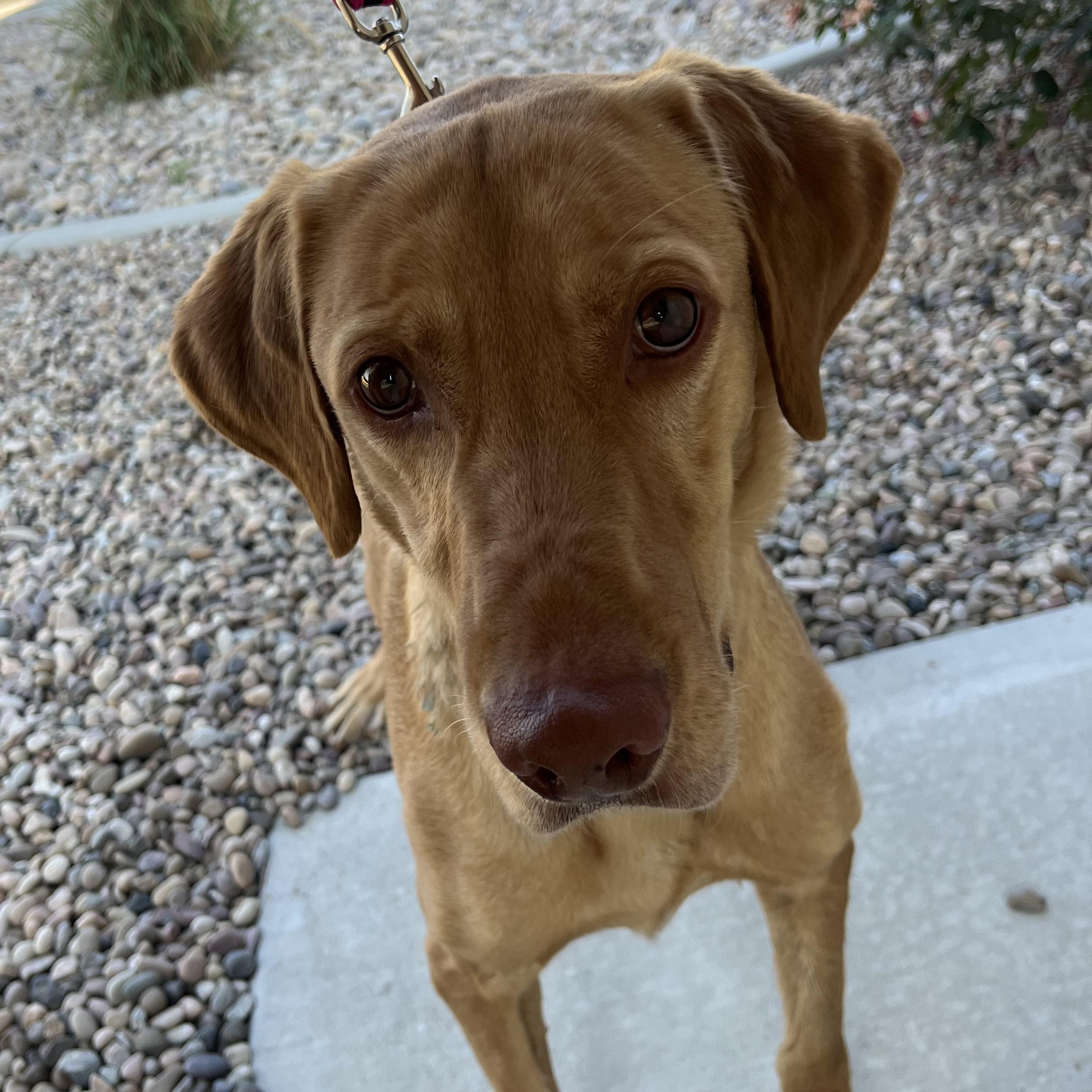 Jango, Adoptable, Adult Male Yellow Labrador Retriever & Vizsla.
