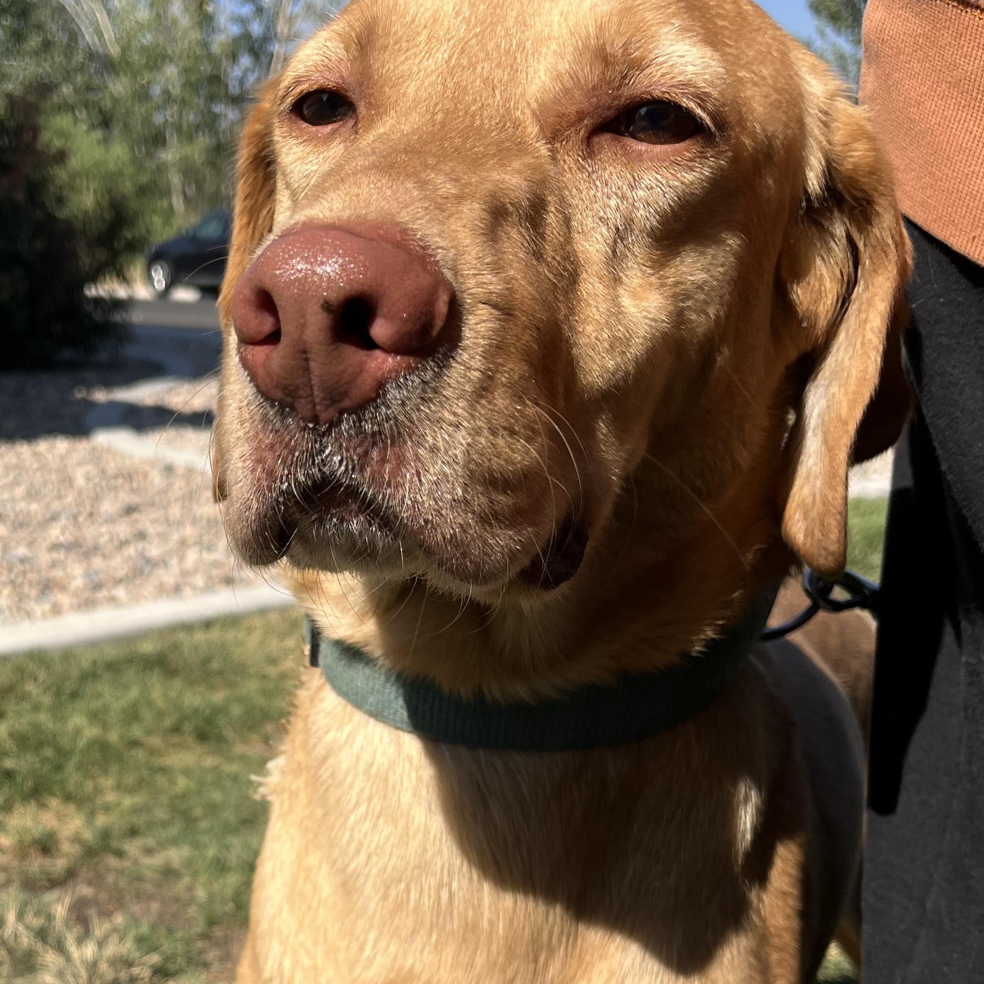 Enlarge Jango, a Adoptable mixed breed in Willard, UT image 2/3