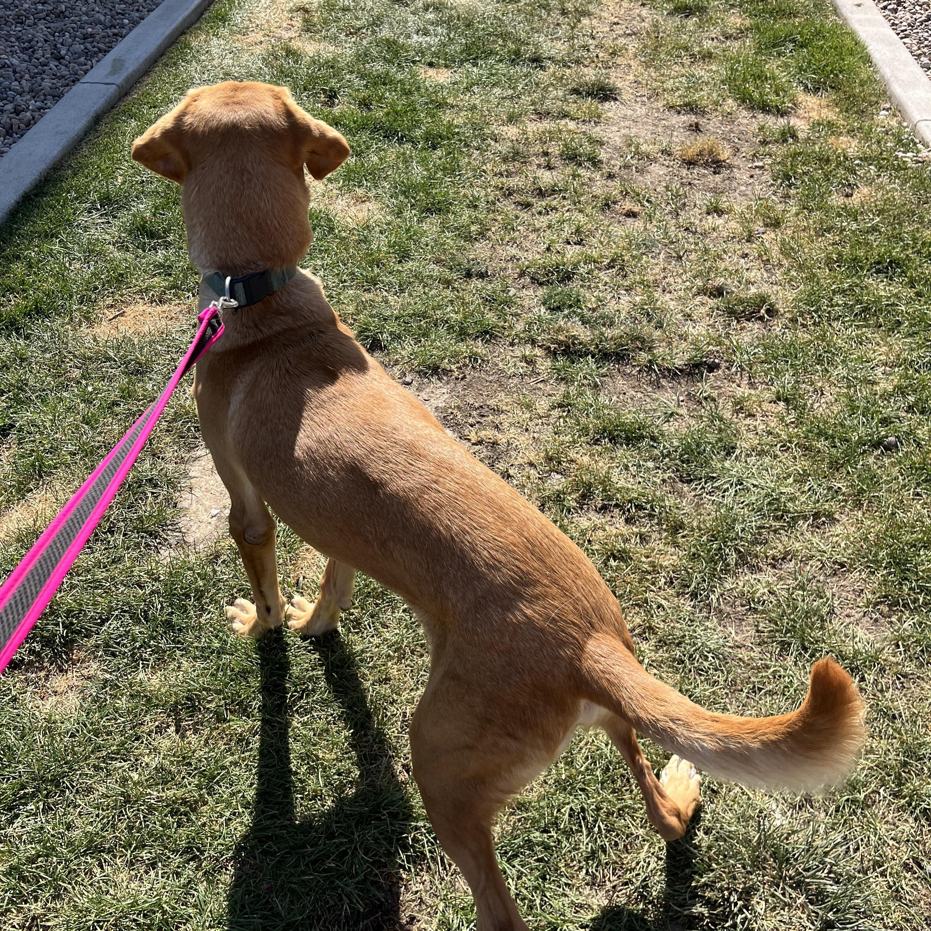 Enlarge Jango, a Adoptable mixed breed in Willard, UT image 3/3