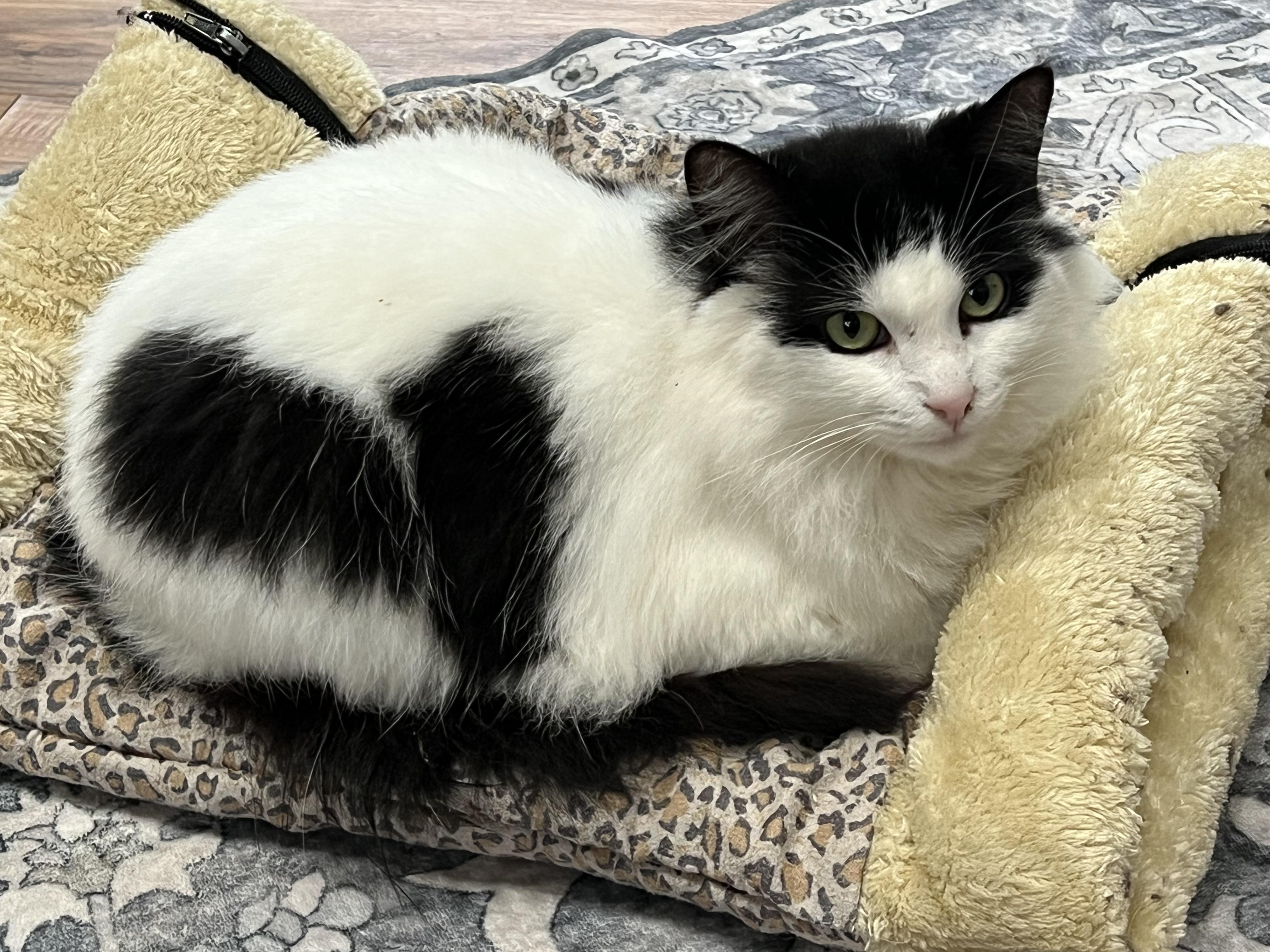 Enlarge Sunshine, a ADOPTABLE mixed breed in Oakville, WA image 3/3