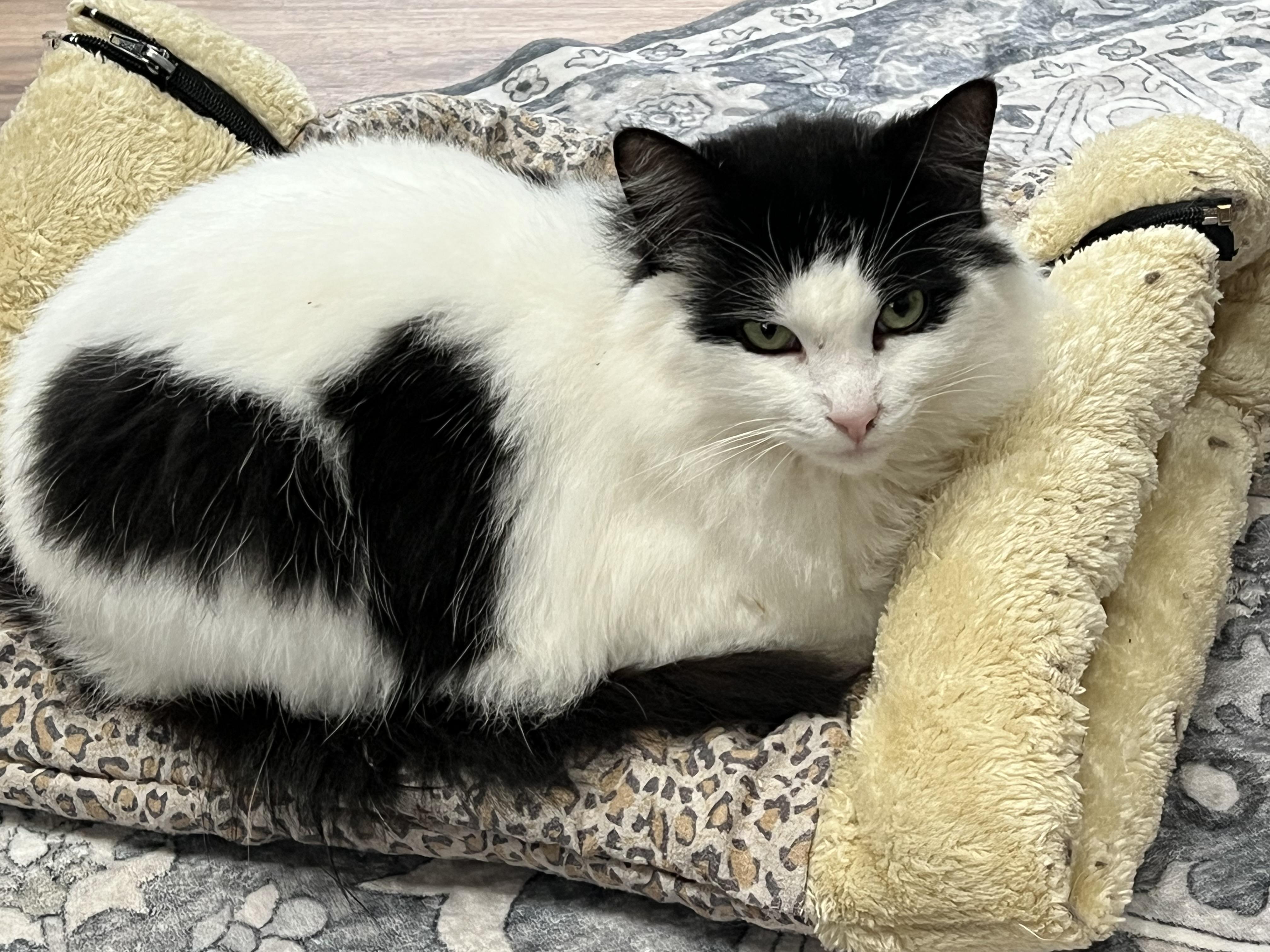 Enlarge Sunshine, a ADOPTABLE mixed breed in Oakville, WA image 1/3