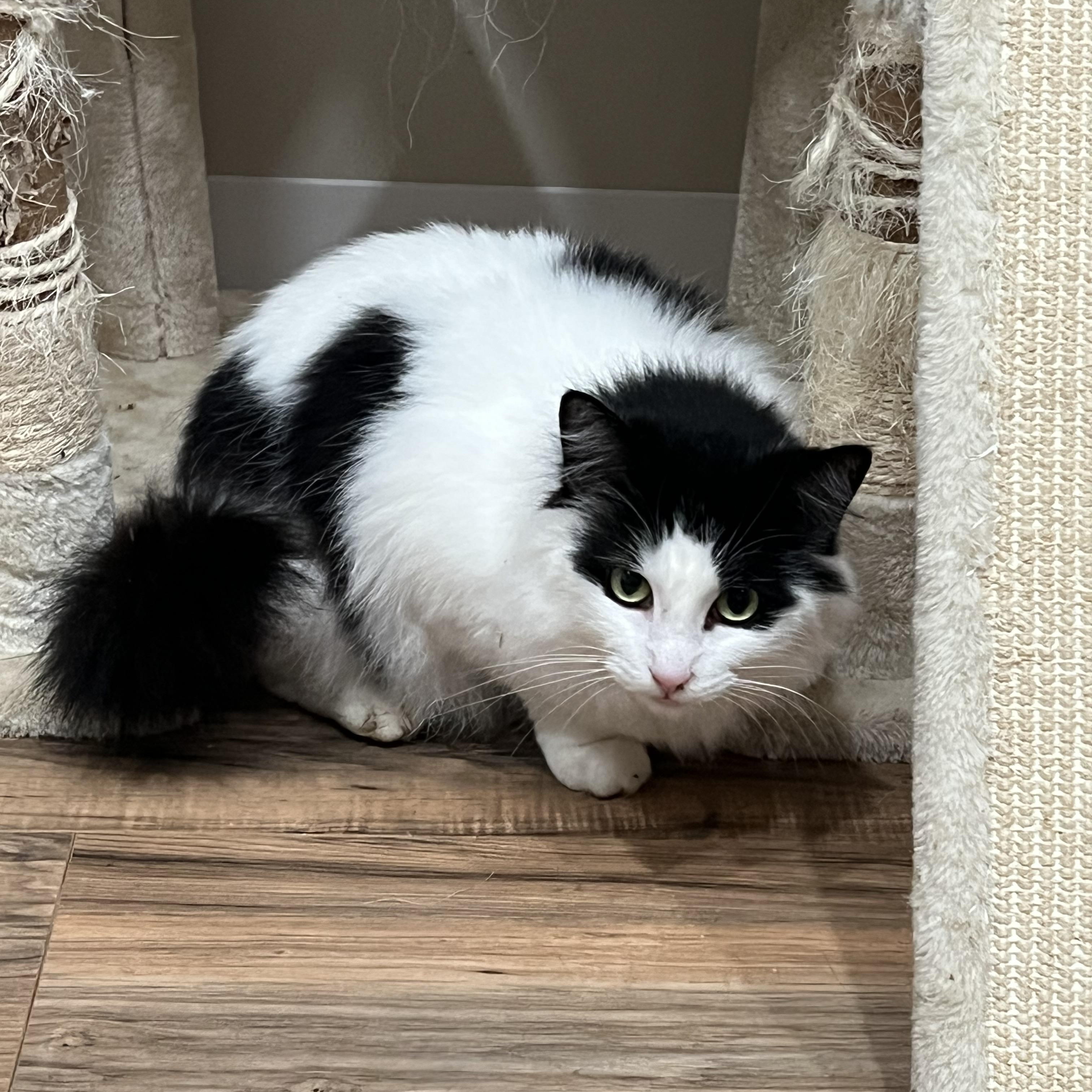 Enlarge Sunshine, a ADOPTABLE mixed breed in Oakville, WA image 2/3