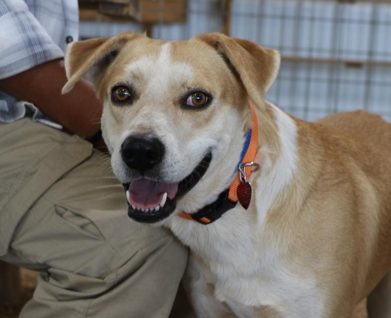Lucky, Young Male Mixed Breed