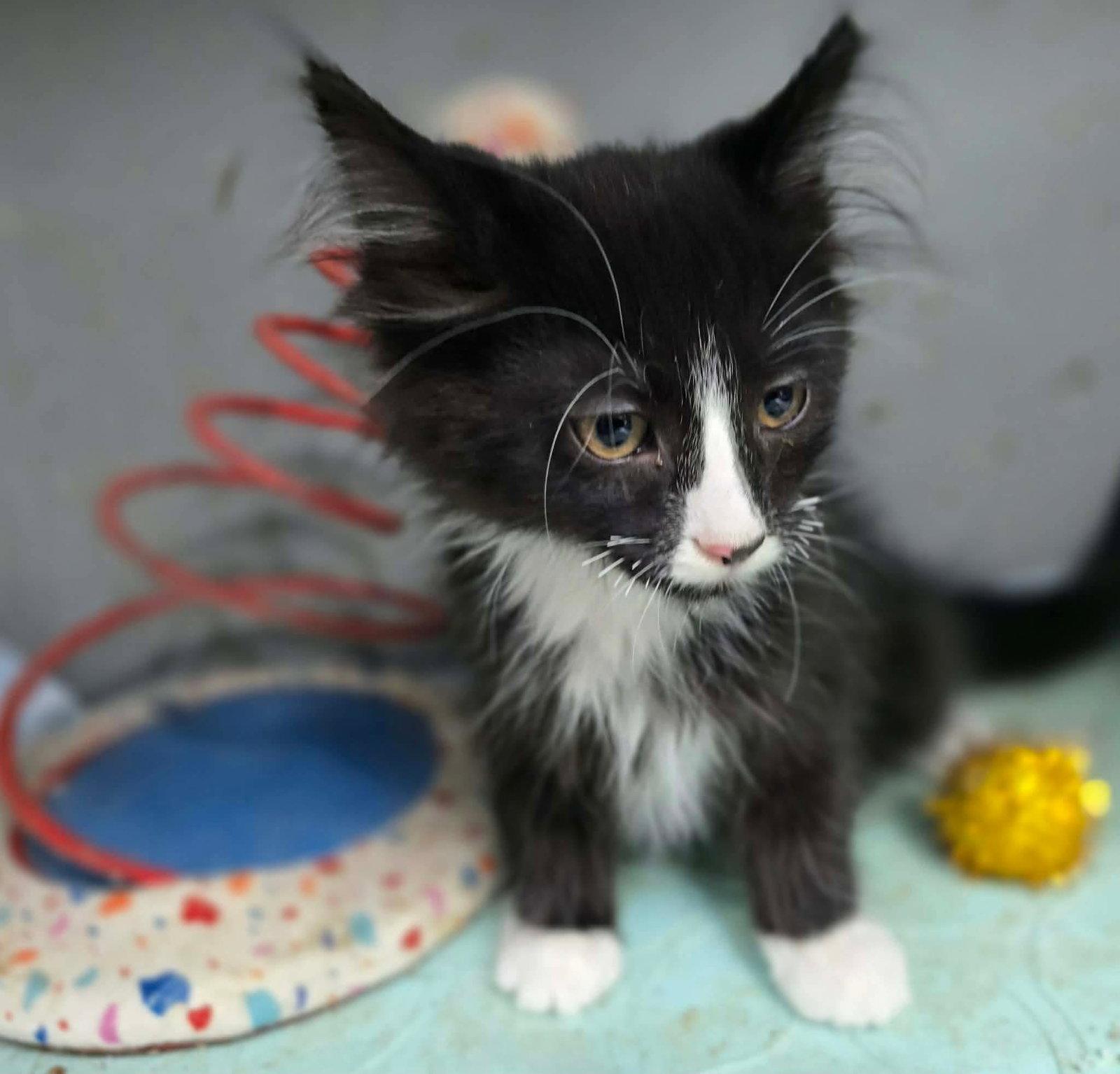 O'Hara, Adoptable, Kitten Male Domestic Long Hair.