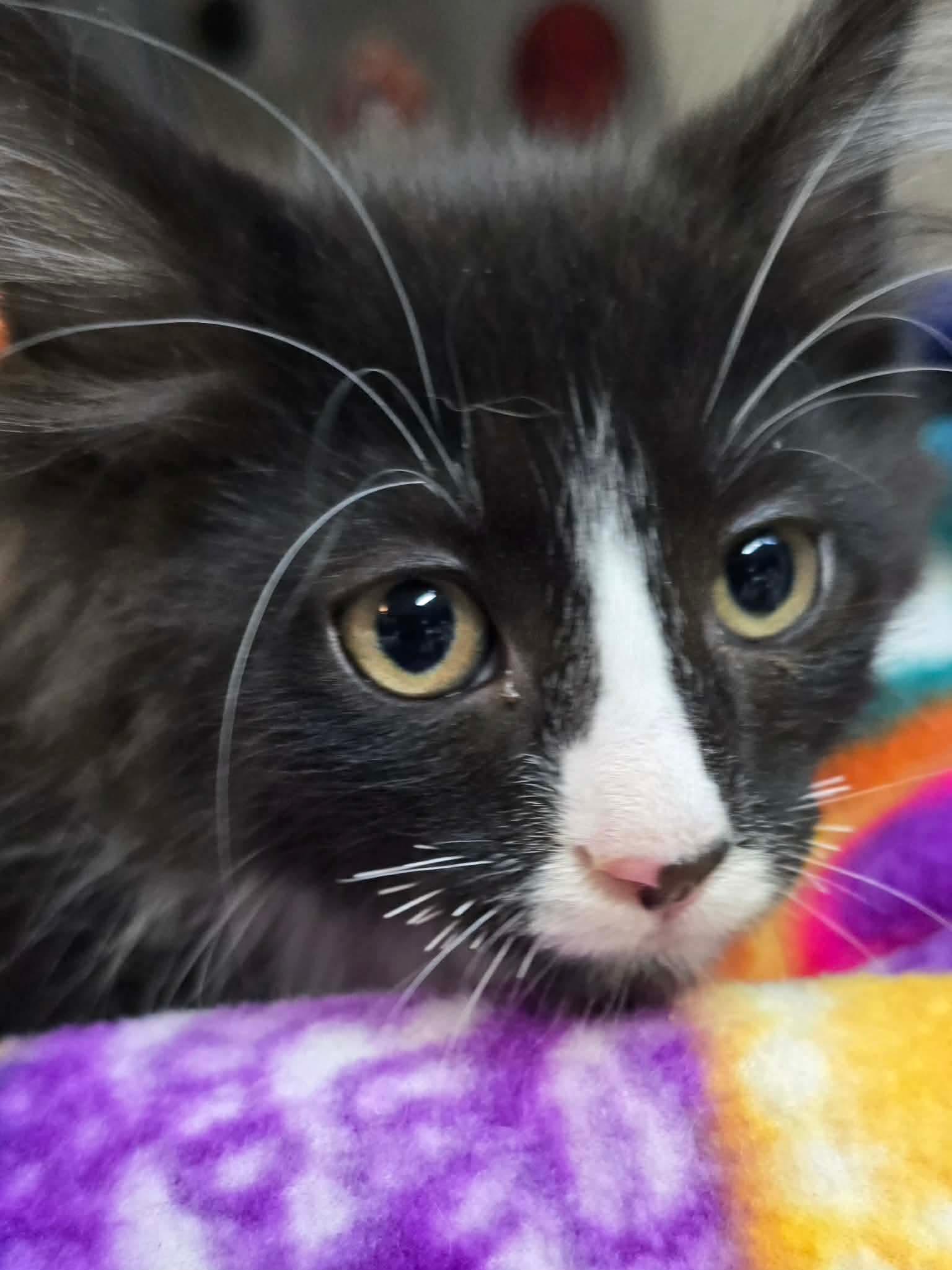 Enlarge O'Hara, a Adoptable Domestic Long Hair in hinckley, IL image 2/3