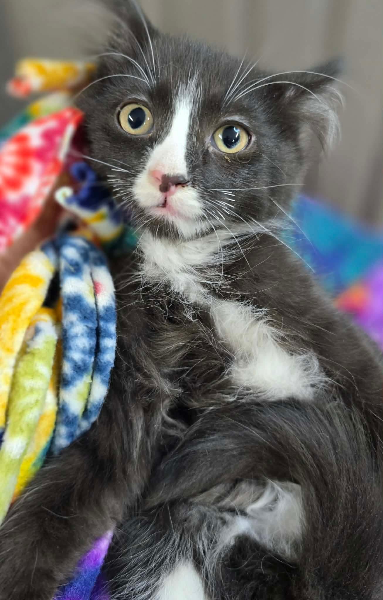 Enlarge O'Hara, a Adoptable Domestic Long Hair in hinckley, IL image 3/3