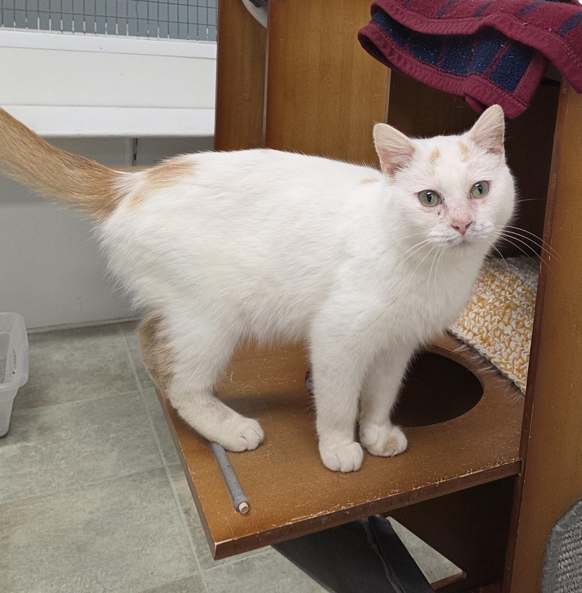 Enlarge Parsley, an adoptable mixed breed in Carsonville, MI image 1/2