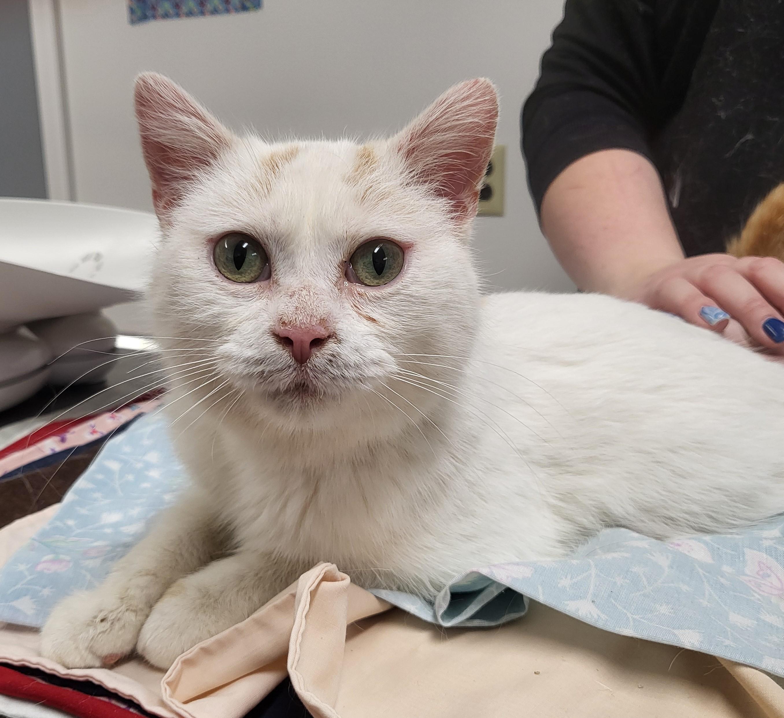 Enlarge Parsley, an adoptable mixed breed in Carsonville, MI image 2/2