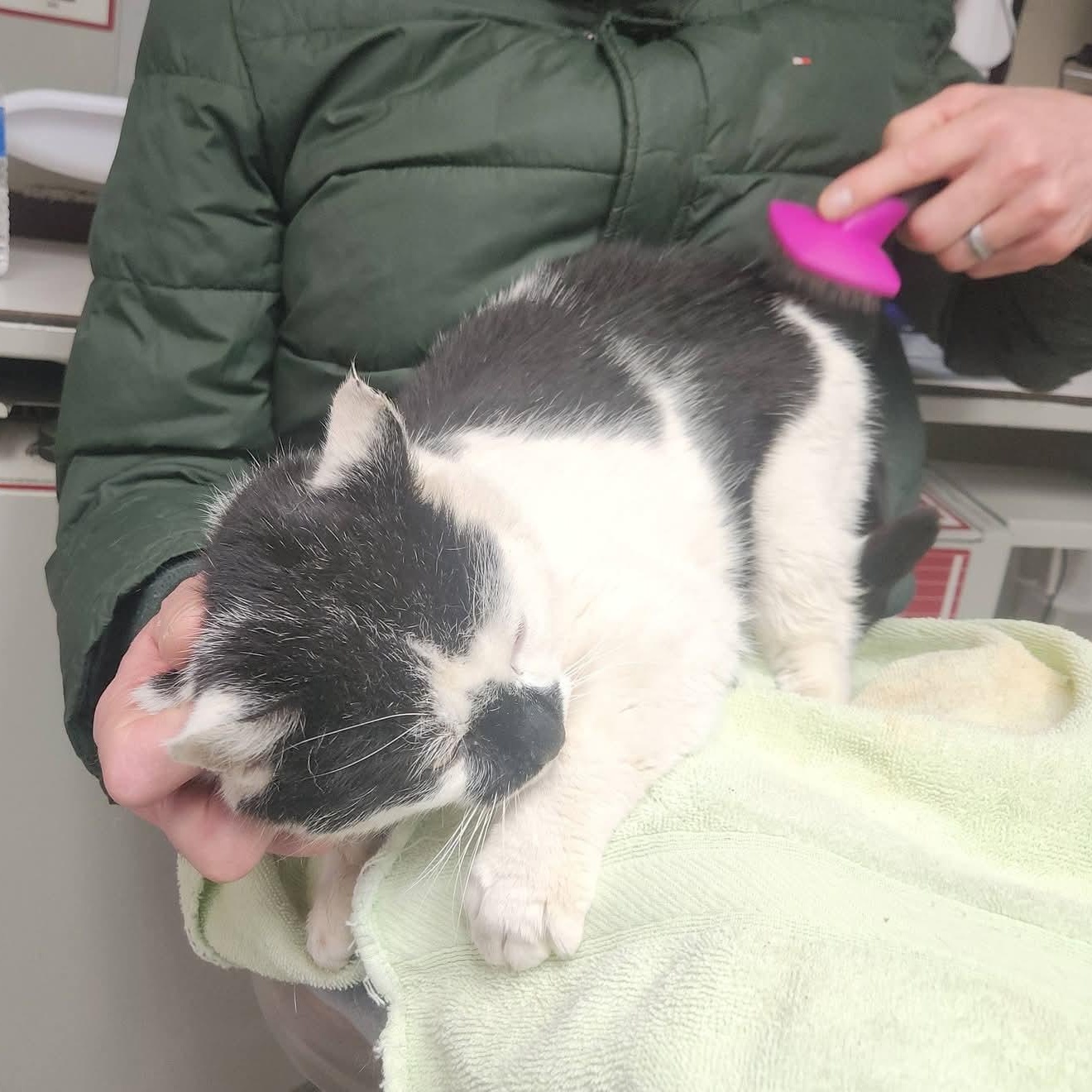 Enlarge Bluemer , a ADOPTABLE Domestic Short Hair in Huntington, MA image 6/6