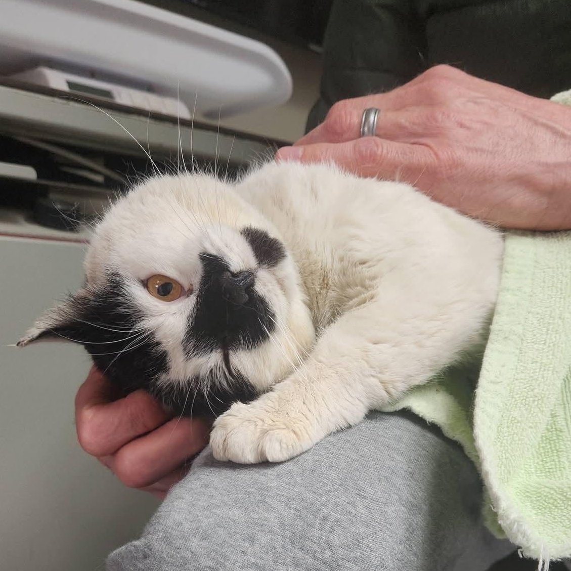 Enlarge Bluemer , a ADOPTABLE Domestic Short Hair in Huntington, MA image 3/6