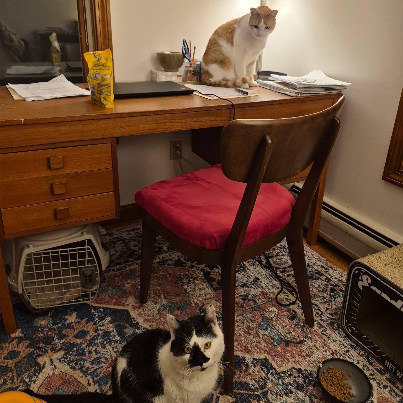 Enlarge Bluemer , a ADOPTABLE Domestic Short Hair in Huntington, MA image 5/6