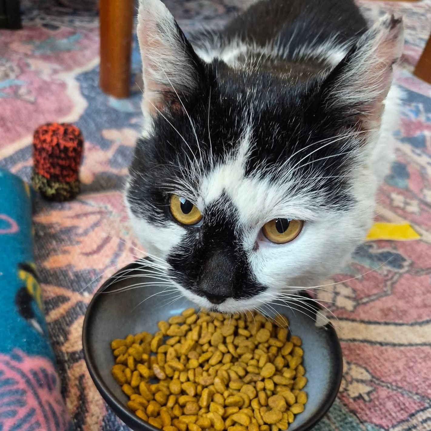 Enlarge Bluemer , a ADOPTABLE Domestic Short Hair in Huntington, MA image 2/6