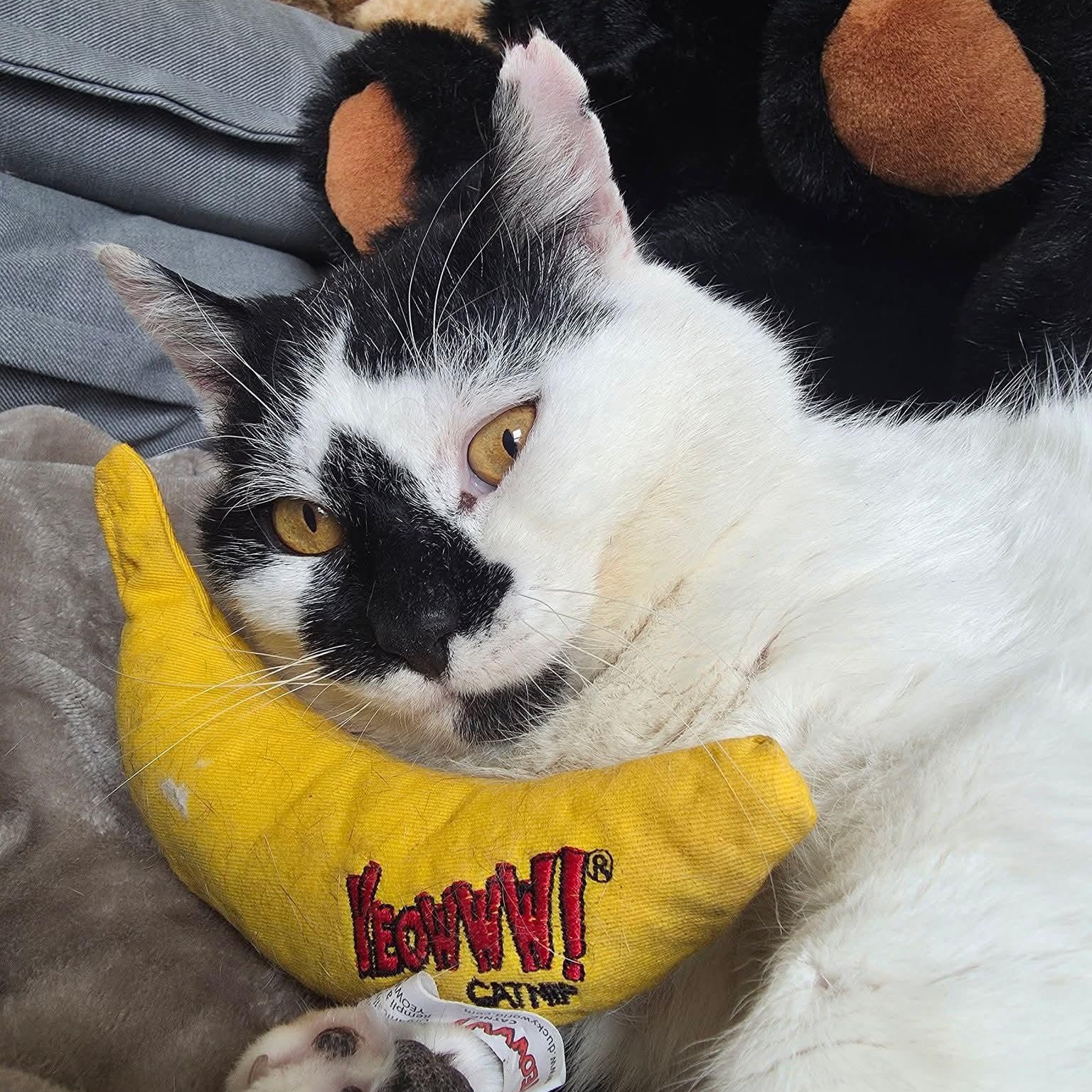 Enlarge Bluemer , a ADOPTABLE Domestic Short Hair in Huntington, MA image 1/6