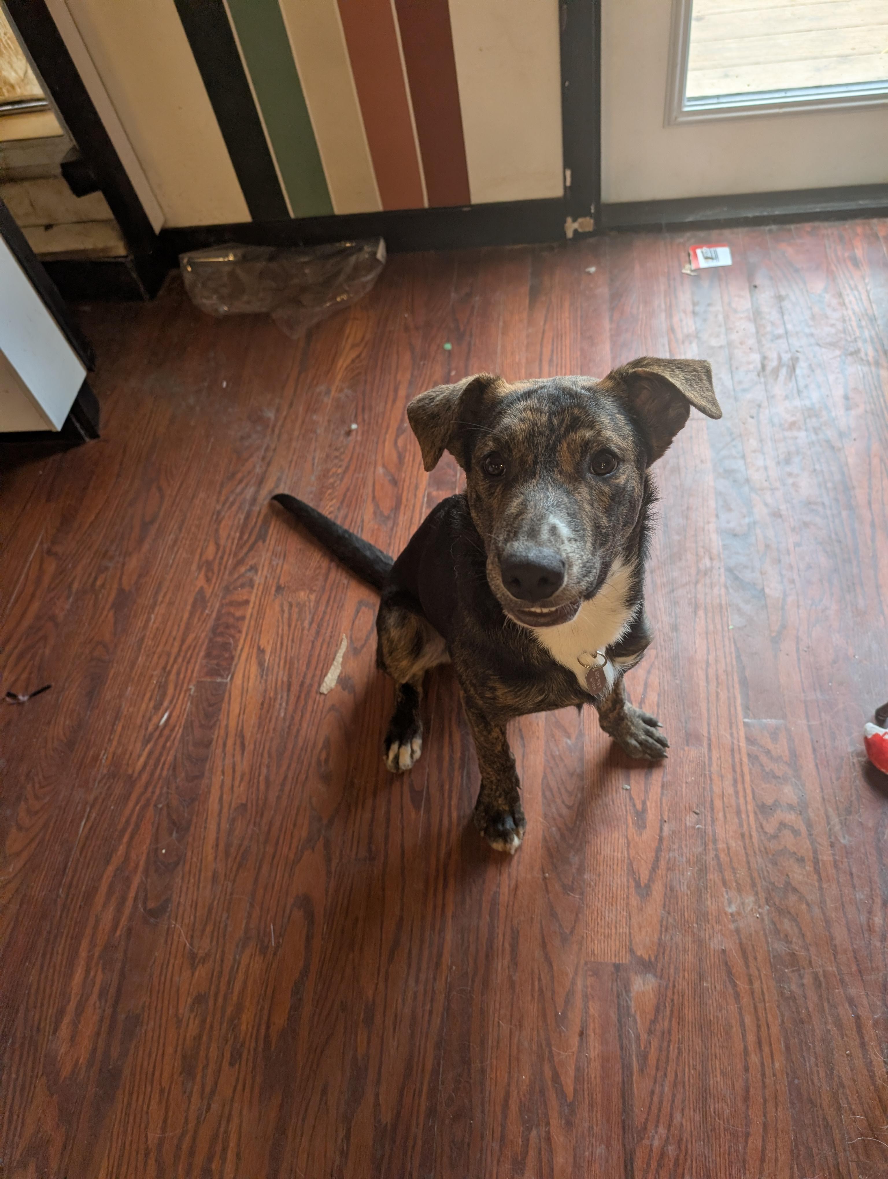 Enlarge Patches, a Adoptable mixed breed in Roseville, CA image 1/6