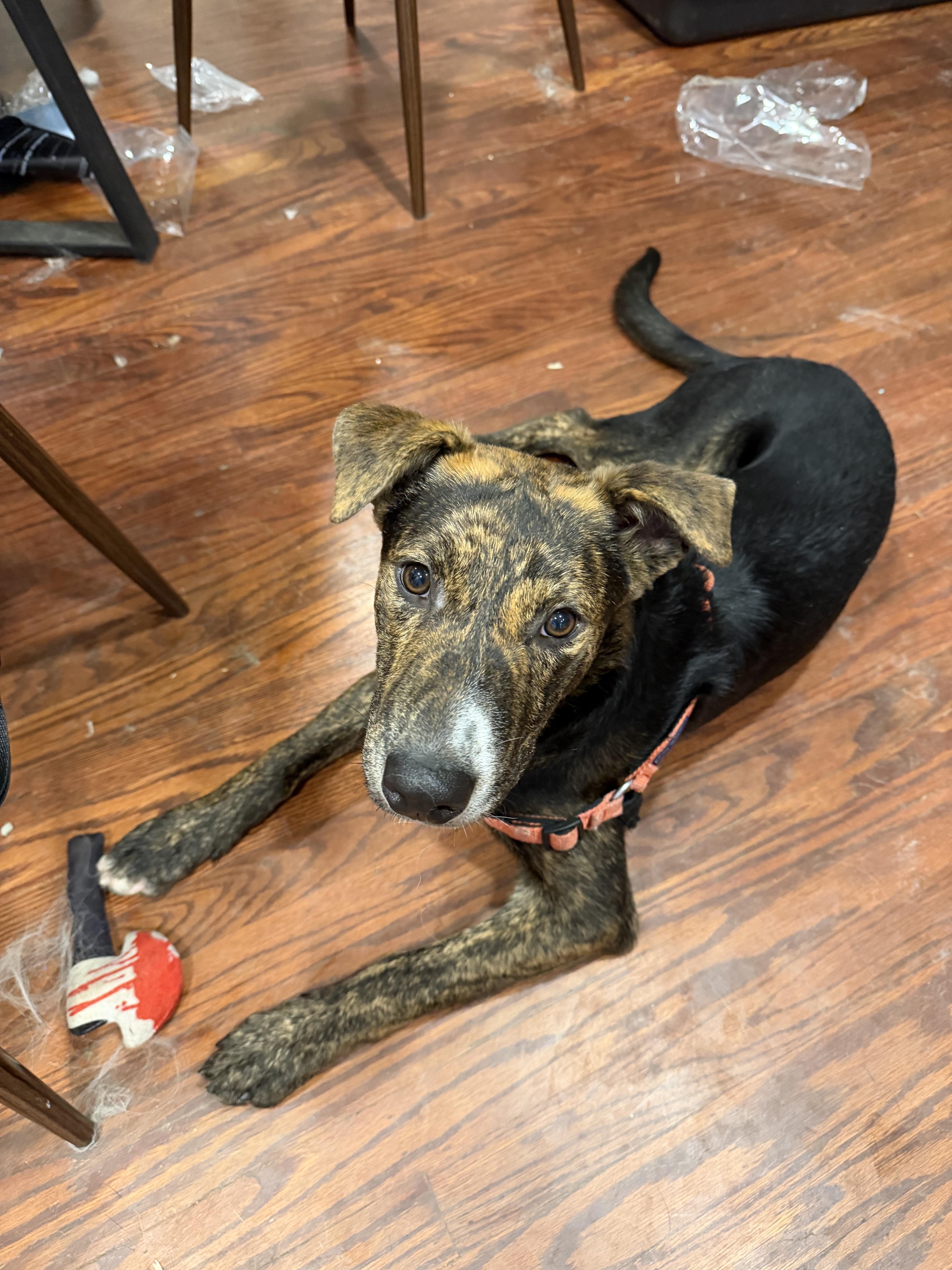 Enlarge Patches, a Adoptable mixed breed in Roseville, CA image 2/6