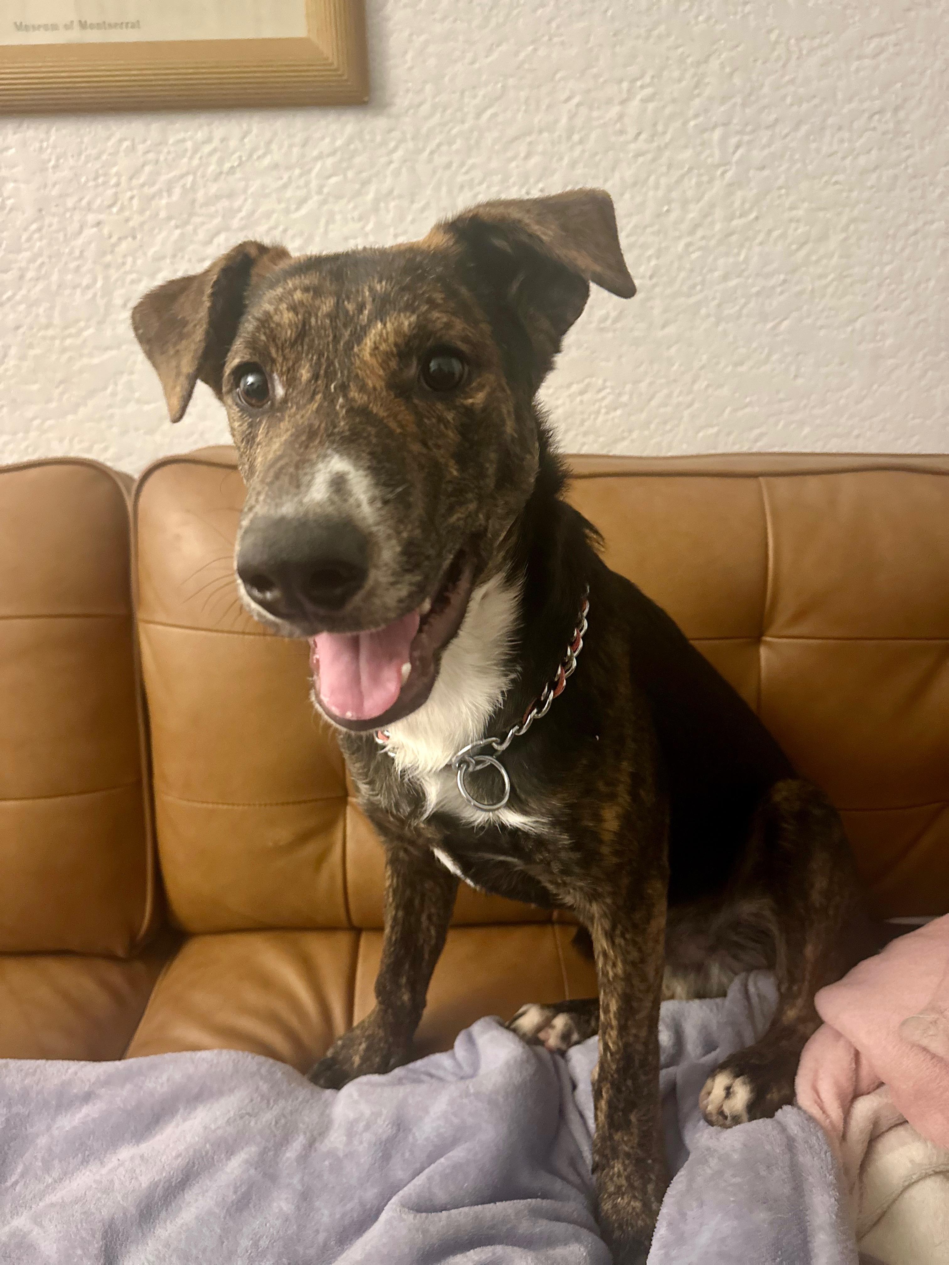 Enlarge Patches, a Adoptable mixed breed in Roseville, CA image 3/6