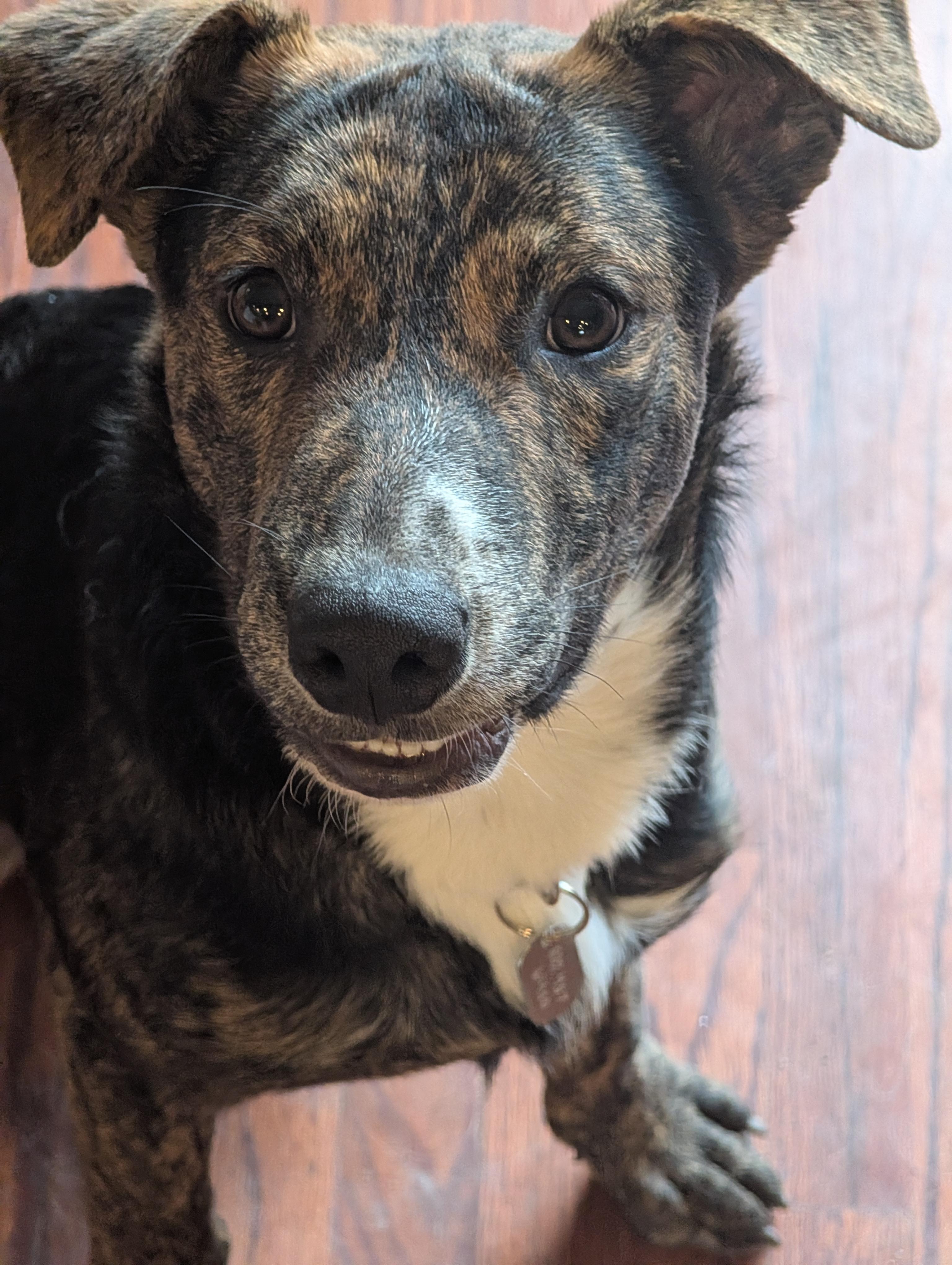 Enlarge Patches, a Adoptable mixed breed in Roseville, CA image 4/6