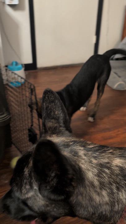 Enlarge Patches, a Adoptable mixed breed in Roseville, CA video 5/6