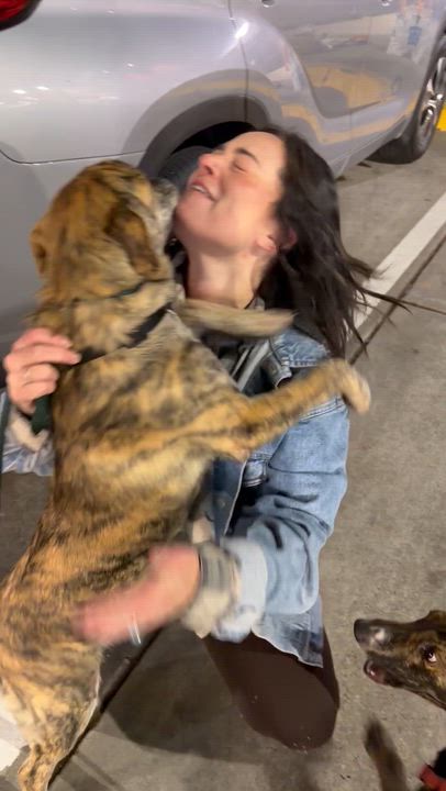 Enlarge Patches, a Adoptable mixed breed in Roseville, CA video 6/6