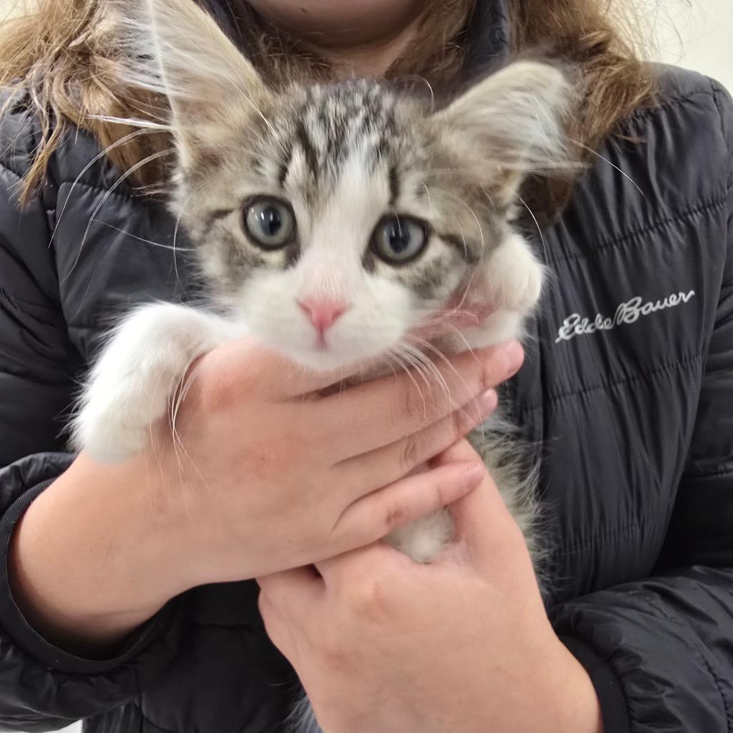 Eve, Adoptable, Kitten Female Domestic Short Hair.