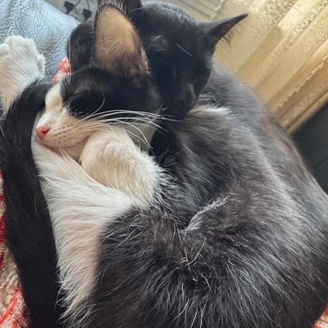 Dahlia, a Adoptable Domestic Short Hair in largo, FL image 2/3