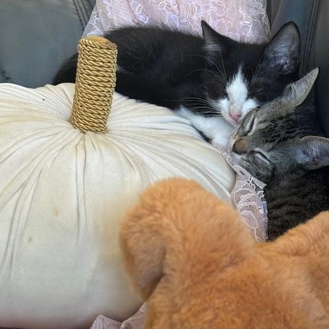 Dahlia, a Adoptable Domestic Short Hair in largo, FL image 3/3