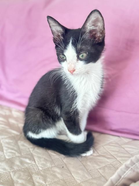 Dahlia, Adoptable, Kitten Female Domestic Short Hair.