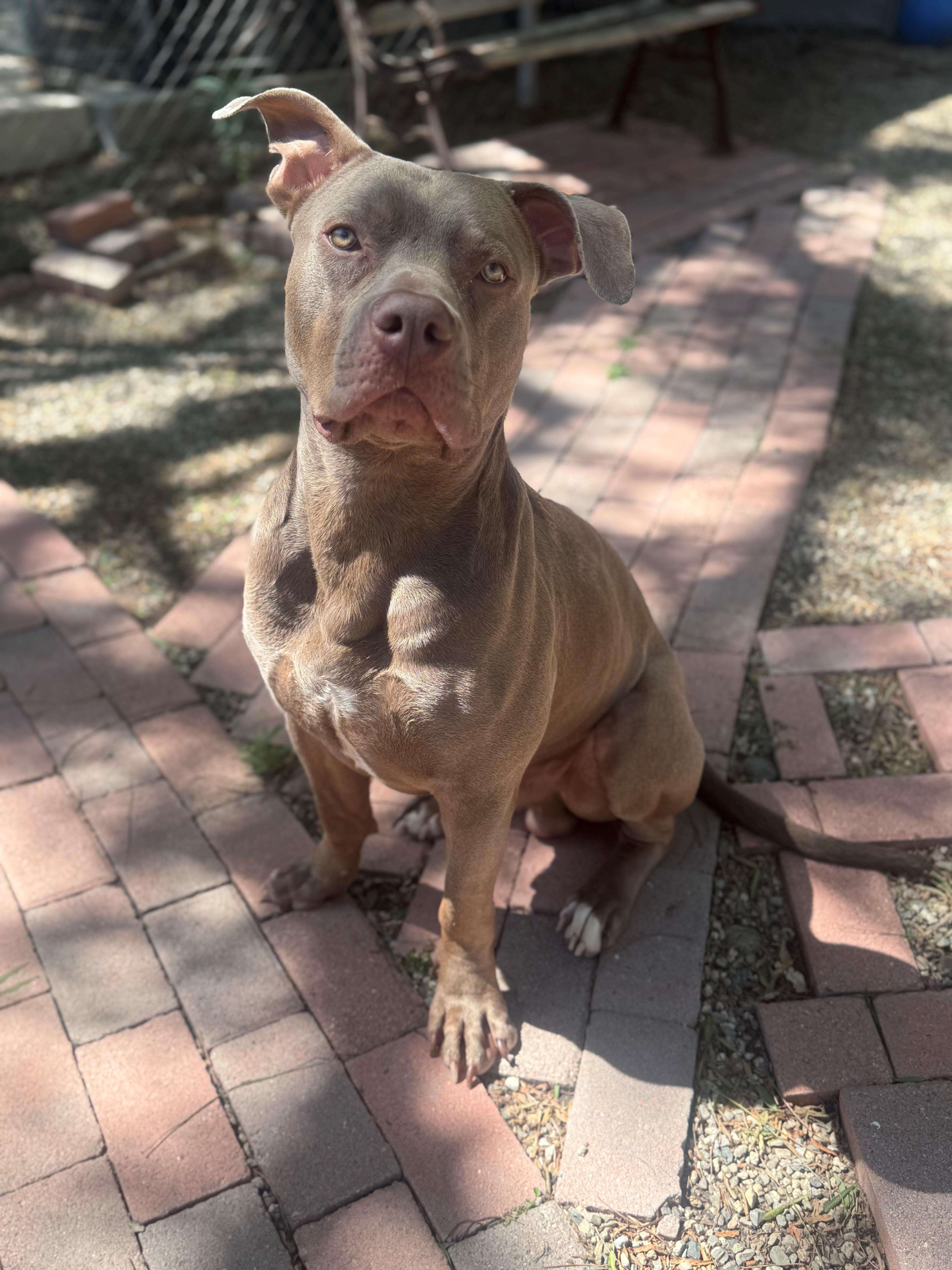 Bubba, ADOPTABLE, Young Male Pit Bull Terrier.